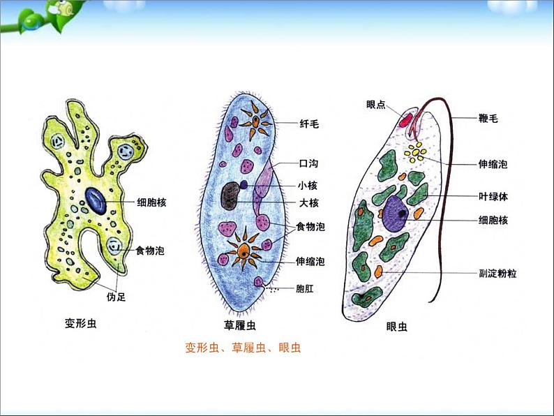 高考生物一轮复习必修一全套精品课件(406张精美PPT)第5页