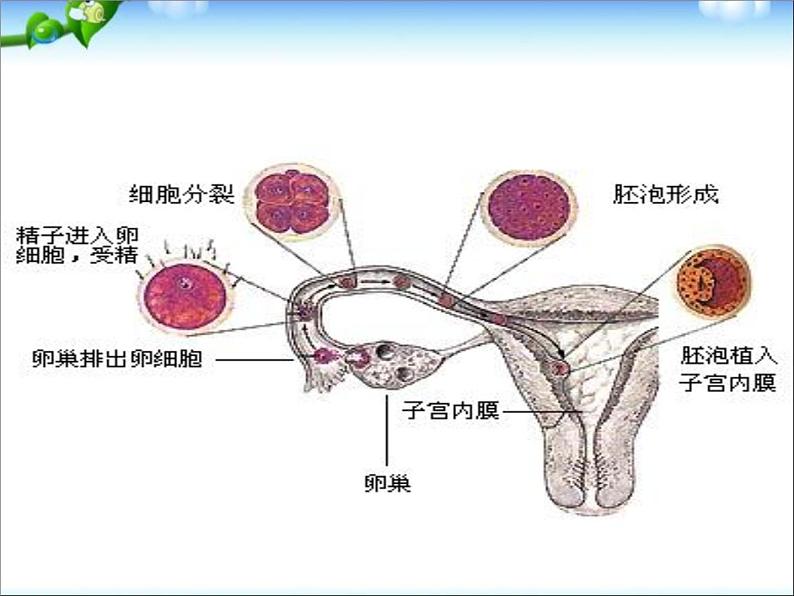 高考生物一轮复习必修一全套精品课件(406张精美PPT)第8页