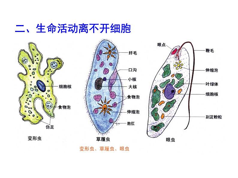 高三生物第一轮复习__必修一全套课件04