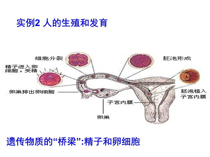 高三生物第一轮复习__必修一全套课件06