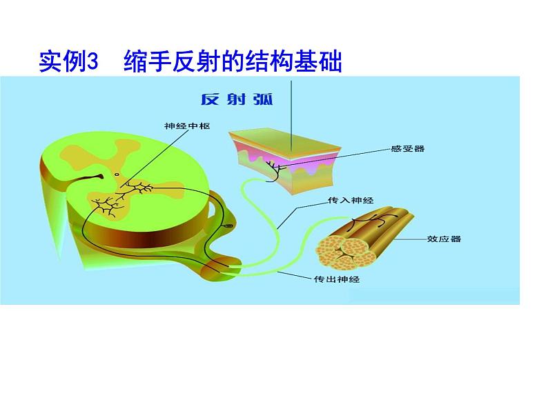 高三生物第一轮复习__必修一全套课件07