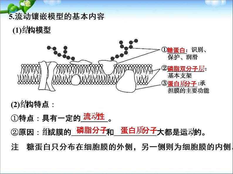 高考生物一轮复习_第2单元_细胞的基本结构与物质运输_第5讲_细胞膜与细胞核课件_新人教版07