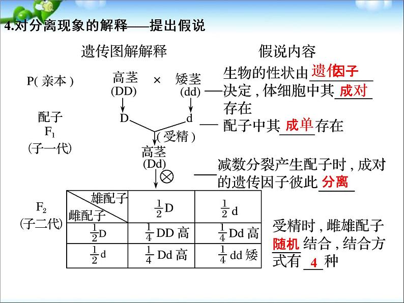 高考生物一轮复习_第5单元_遗传的基本规律_第14讲_基因的分离定律课件_新人教版04