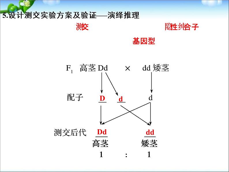 高考生物一轮复习_第5单元_遗传的基本规律_第14讲_基因的分离定律课件_新人教版05