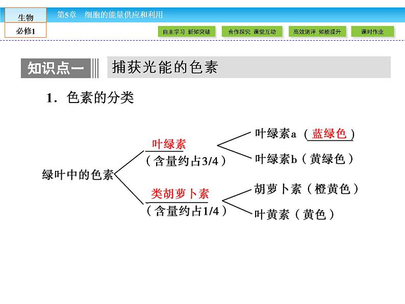 （人教版）高中生物必修一：5.4《捕获光能的色素和结构》ppt课件04