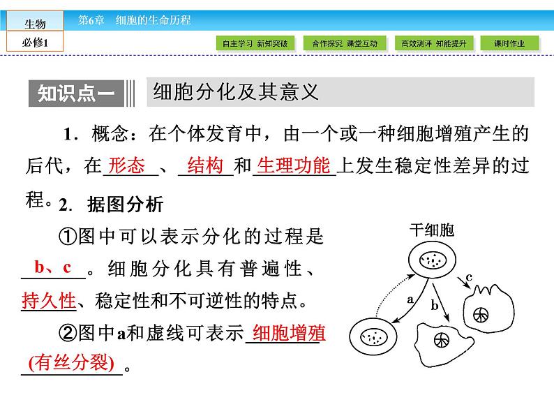 （人教版）高中生物必修一：6.2《细胞的分化》ppt课件04