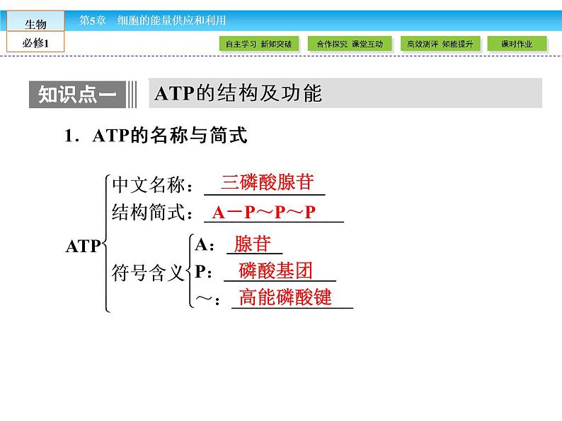 （人教版）高中生物必修一：5.2细胞的能量“通货”-atp 课件04