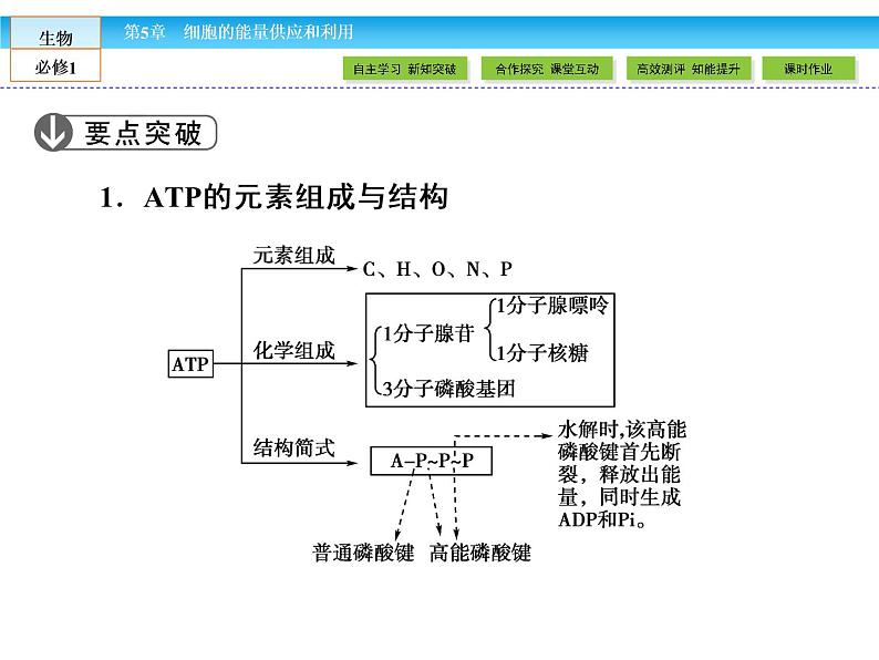 （人教版）高中生物必修一：5.2细胞的能量“通货”-atp 课件07