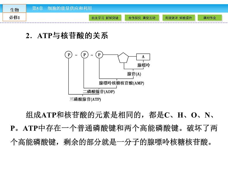 （人教版）高中生物必修一：5.2细胞的能量“通货”-atp 课件08