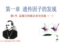 高中生物人教版 (新课标)必修2《遗传与进化》第一章 遗传因子的发现第2节 孟德尔的豌豆杂交实验(二)课文内容ppt课件