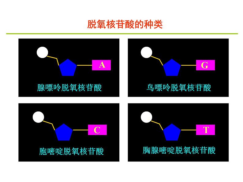 【人教版】高中生物必修二《 3.2 DNA分子的结构》课件04