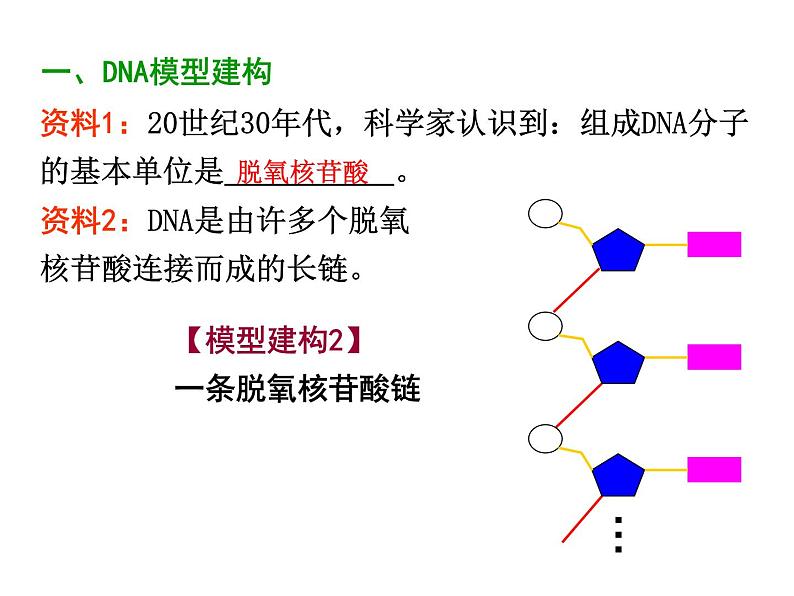 【人教版】高中生物必修二《 3.2 DNA分子的结构》课件05