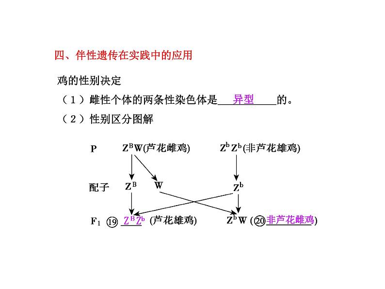 【人教版】高中生物必修二《 2.3 伴性遗传》课件04