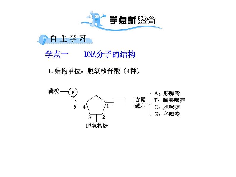 【人教版】高中生物必修二《 3.2 DNA分子的结构》课件106