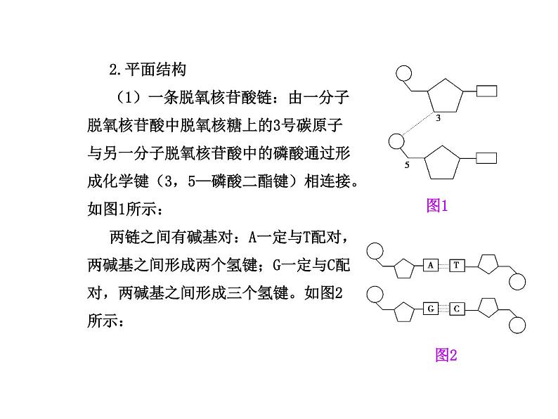 【人教版】高中生物必修二《 3.2 DNA分子的结构》课件107