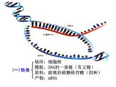 【人教版】高中生物必修二《 4.2 基因對性狀的控制》課件