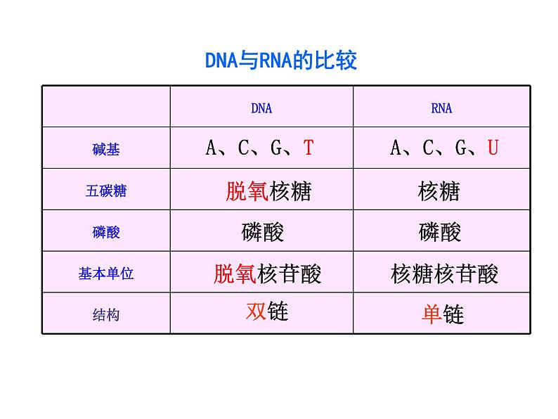 【人教版】高中生物必修二《 4.1 基因指导蛋白质的合成》课件03