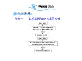 【人教版】高中生物必修二《 3.4 基因是有遗传效应的DNA片段》课件1
