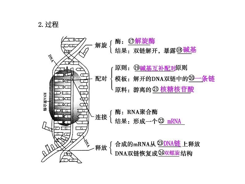 【人教版】高中生物必修二《 4.1 基因指导蛋白质的合成》课件106