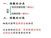 人教版高一生物必修1课件：2.3 遗传信息的携带者-核酸 （共23张ppt）