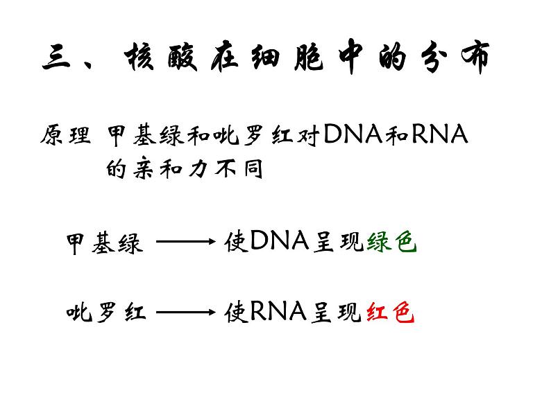 人教版高一生物必修1课件：2.3 遗传信息的携带者-核酸 （共23张ppt）04