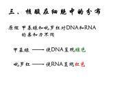 人教版高一生物必修1课件：2.3 遗传信息的携带者-核酸 （共23张ppt）