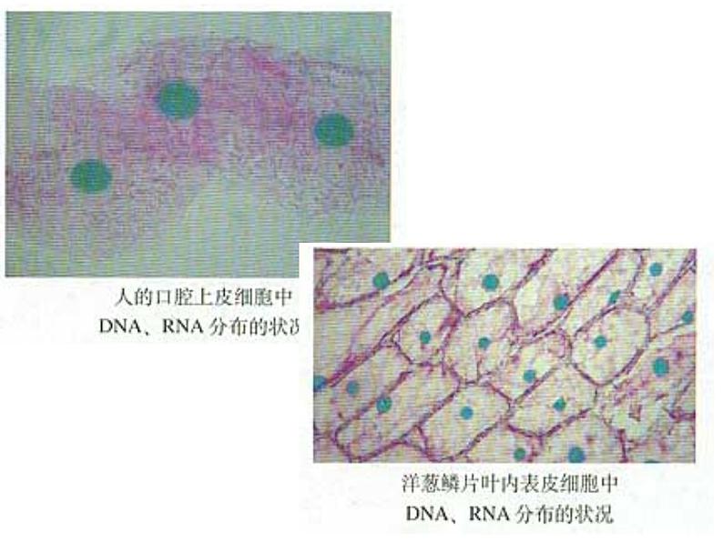 人教版高一生物必修1课件：2.3 遗传信息的携带者-核酸 （共23张ppt）06