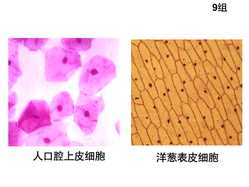 人教版高一生物必修1课件：3.3 细胞核-系统的控制中心206