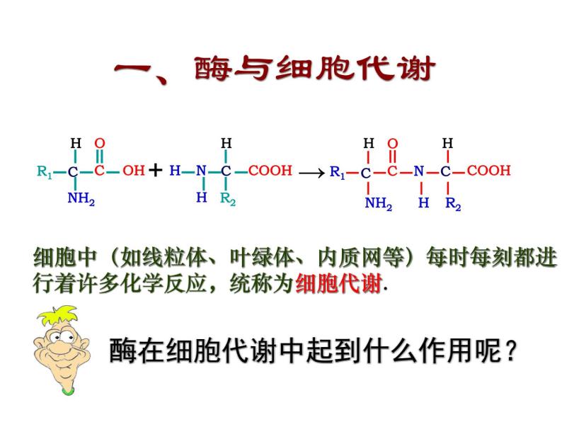 人教版高一生物必修1课件：5.1.1降低化学反应活化能的酶03