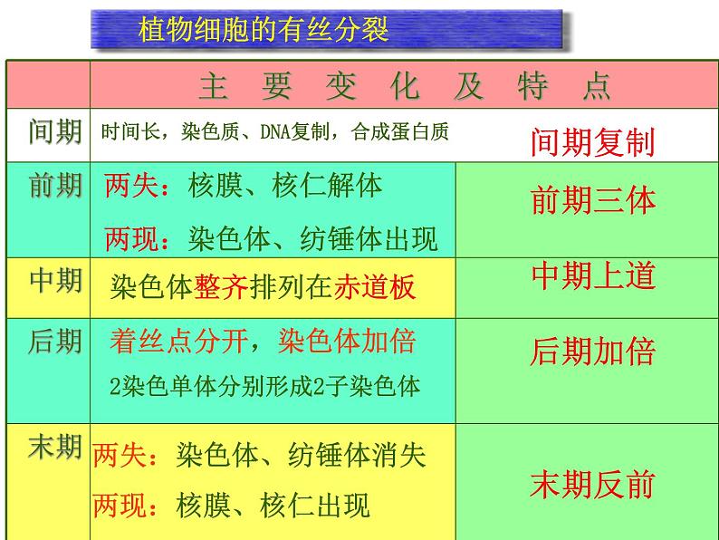 人教版高一生物必修1课件：6.1.3 细胞的增殖03