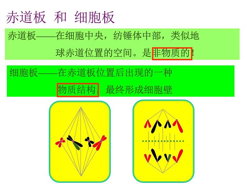 人教版高一生物必修1课件：6.1.3 细胞的增殖05