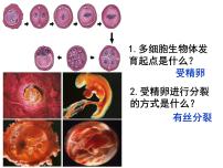 高中生物人教版 (新课标)必修1《分子与细胞》第2节 细胞的分化图片ppt课件