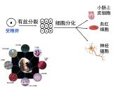 人教版高一生物必修1课件：6.2 细胞的分化 1