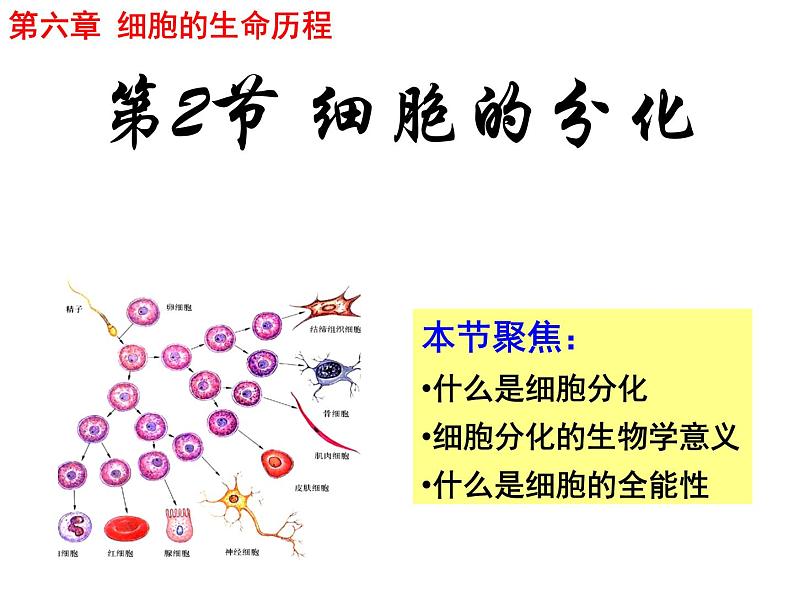 人教版高一生物必修1课件：6.2 细胞的分化 103