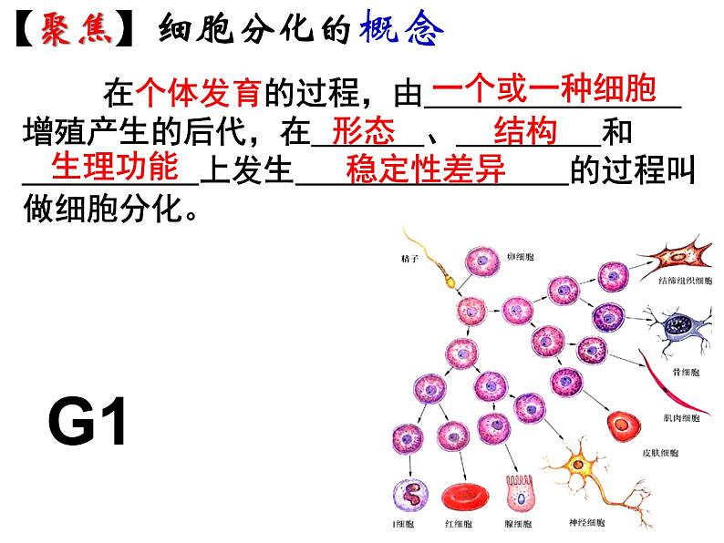 人教版高一生物必修1课件：6.2 细胞的分化 105