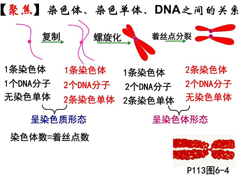 人教版高一生物必修1课件：6.2 细胞的分化 文科01