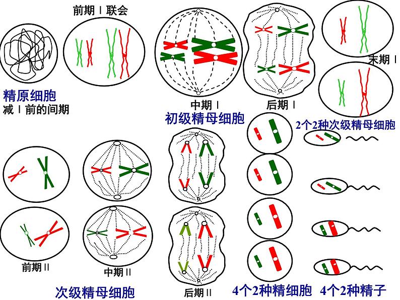 人教版高一生物必修1课件：6.2 细胞的分化 文科02