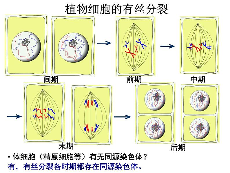 人教版高一生物必修1课件：6.2 细胞的分化 文科03