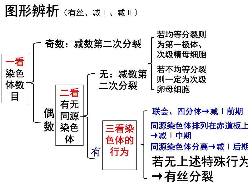 人教版高一生物必修1课件：6.2 细胞的分化 文科04