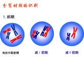 人教版高一生物必修1课件：6.2 细胞的分化 文科