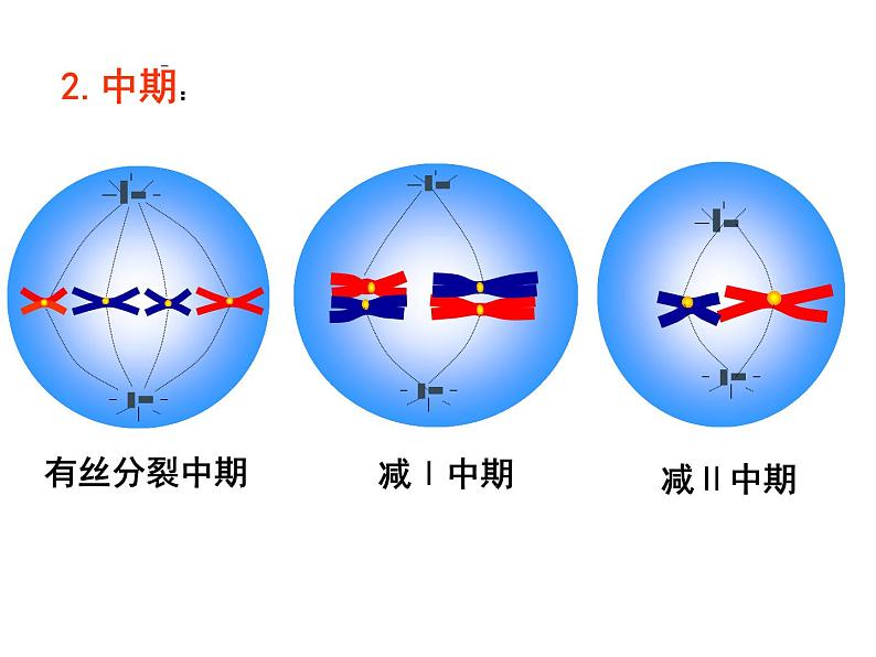 人教版高一生物必修1课件：6.2 细胞的分化 文科06