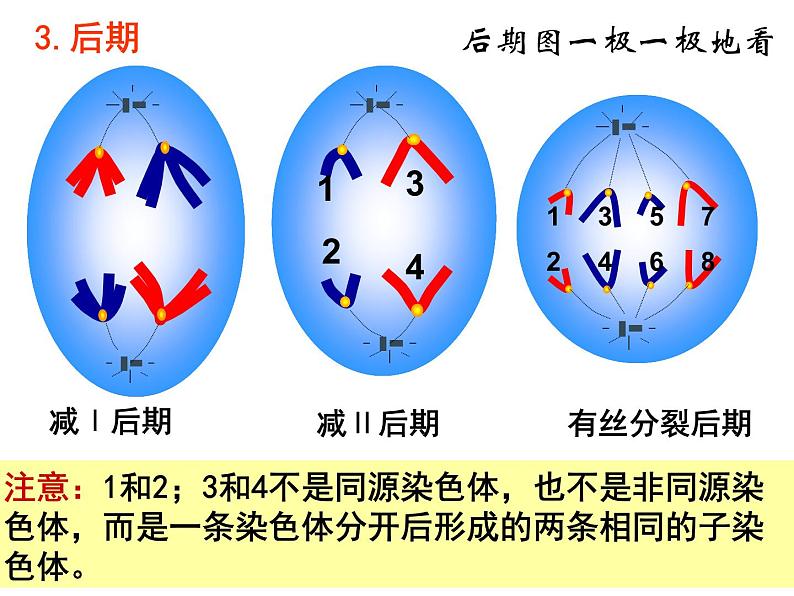 人教版高一生物必修1课件：6.2 细胞的分化 文科07