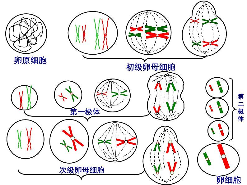 人教版高一生物必修1课件：6.2 细胞的分化 文科08