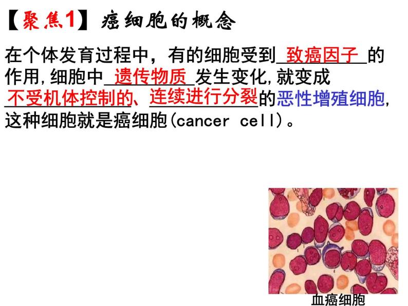 人教版高一生物必修1课件：6.4 细胞的癌变 （共25张ppt）05