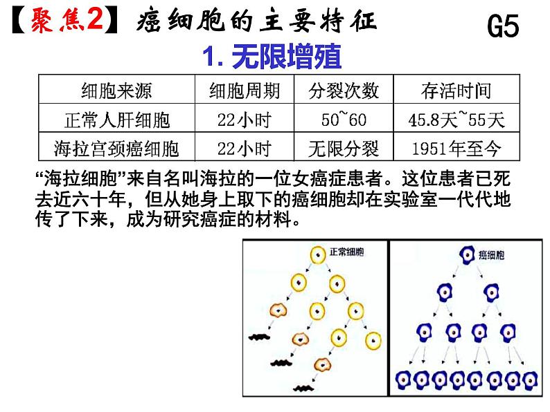 人教版高一生物必修1课件：6.4 细胞的癌变 （共25张ppt）06