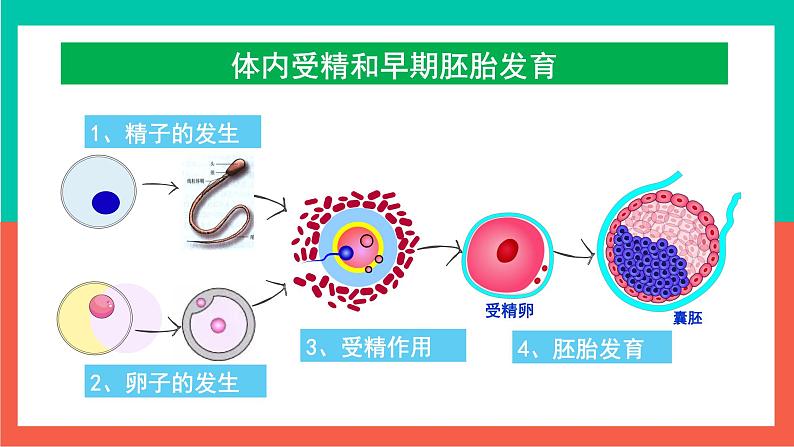 2021年春人教版高二生物选修三课件：3.1体内受精和早期胚胎发育08