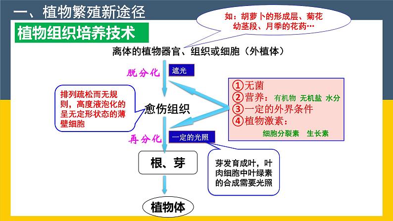 2021年春人教版高二生物选修三课件：2.1.2 植物细胞工程的实际应用02