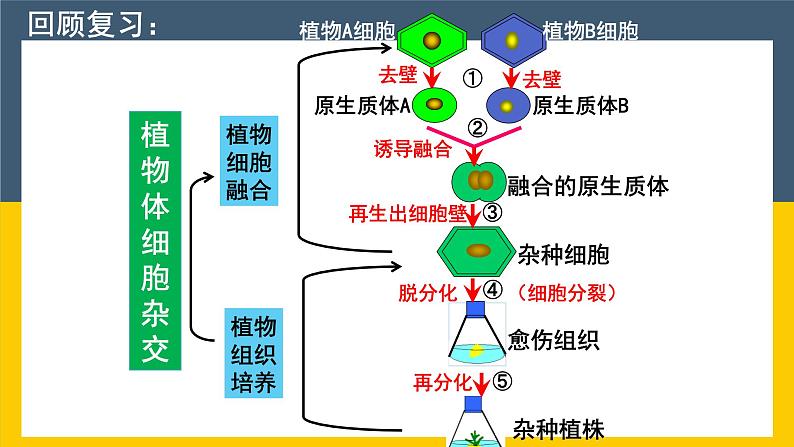 2021年春人教版高二生物选修三课件：2.1.2 植物细胞工程的实际应用03