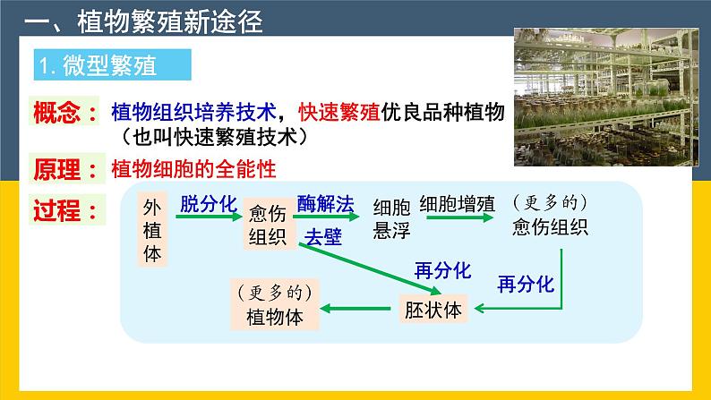 2021年春人教版高二生物选修三课件：2.1.2 植物细胞工程的实际应用05