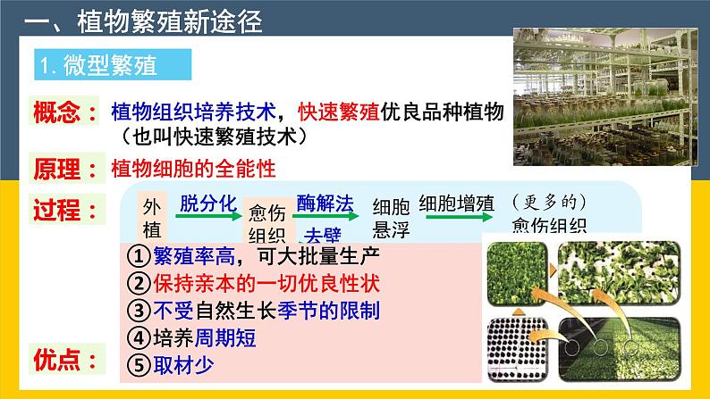 2021年春人教版高二生物选修三课件：2.1.2 植物细胞工程的实际应用06